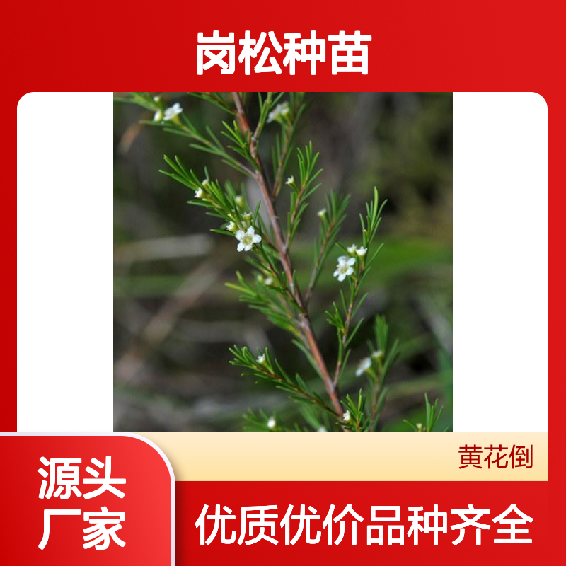 产地批发岗松种苗 品种齐全质量保证根系发达种植好管理