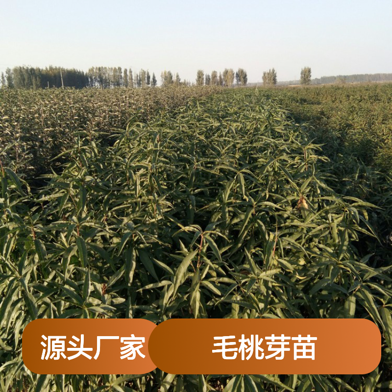 毛桃芽苗 园林绿化优选品种 生长迅速 成活率高