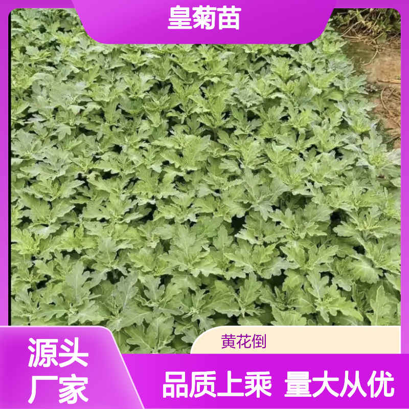 百亩种植区出品 皇菊苗品种齐全 基地直供 批量优惠