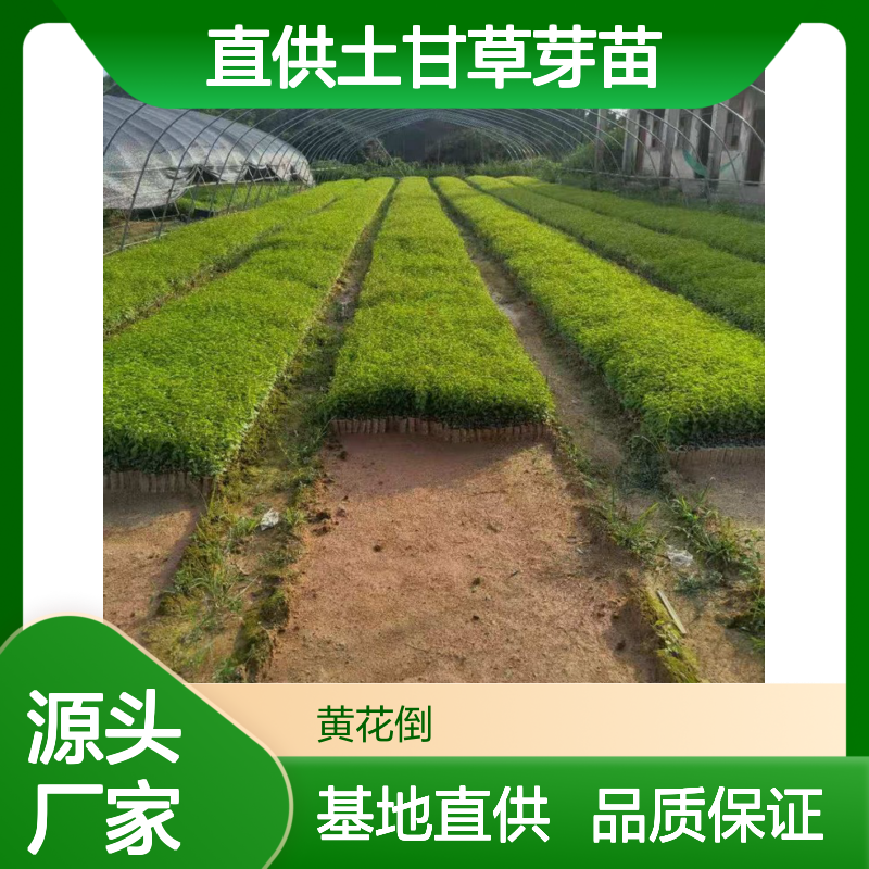 基地直供土甘草芽苗 多年生根系发达 成活高规格齐全