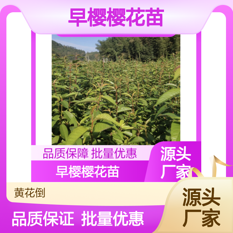 早樱樱花苗 园林景观优选 品种纯正易养护 专业培育
