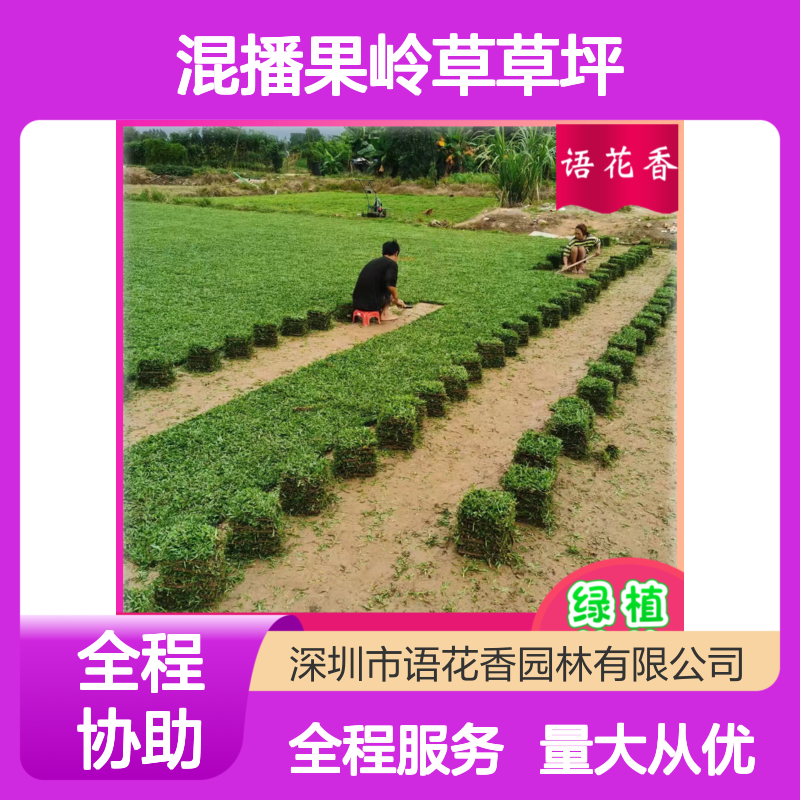 混播果岭草草坪 马尼拉草皮 城市绿化公园别墅专用草皮