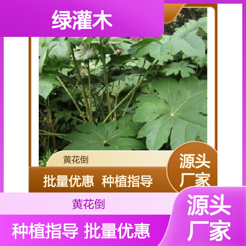寇脱种苗 批发供应 常绿灌木 品质优良 生长迅速