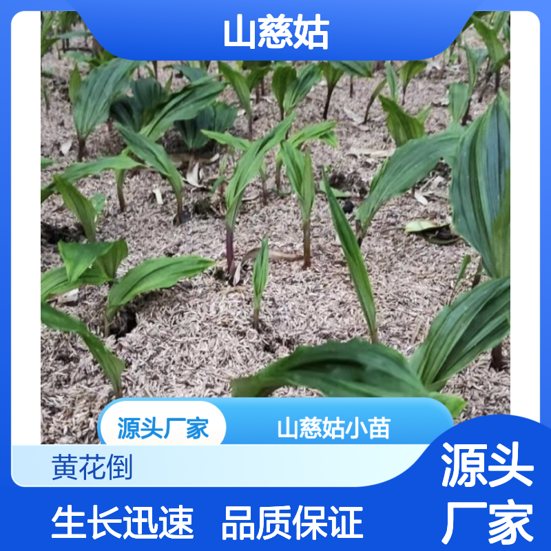 优质山慈姑小苗 种植基地供货 管理规范 生长迅速