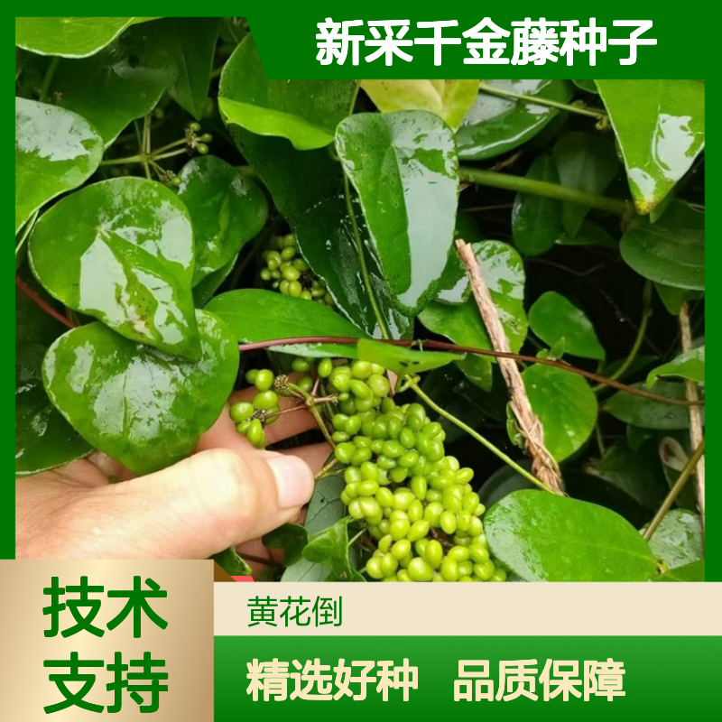 当年新采千金藤种子 自营基地直供技术指导 盆栽优选