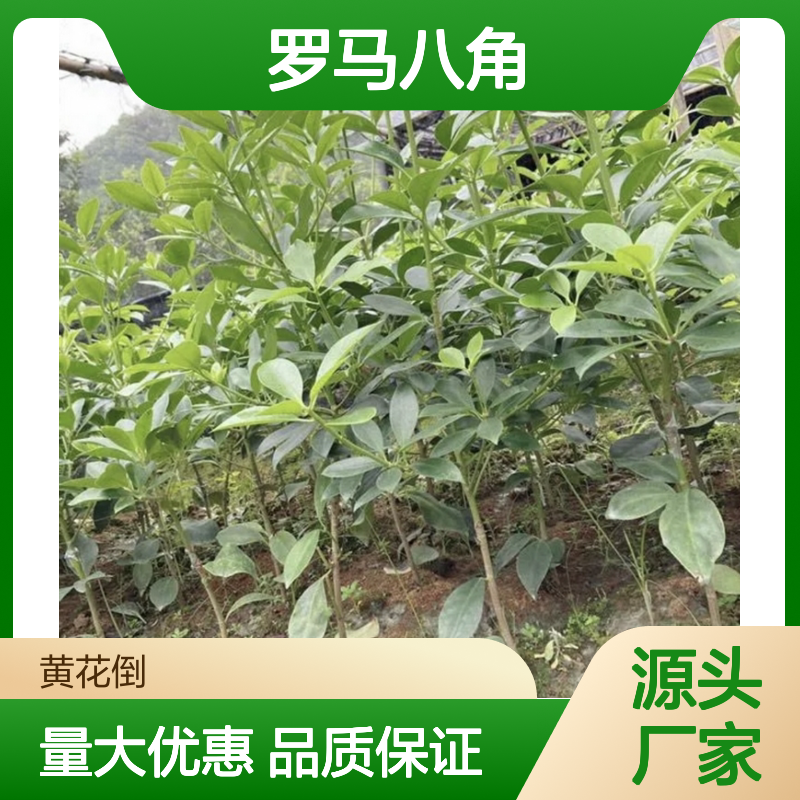 罗马八角直生苗 根系发达易管理 品种优良 成活率高