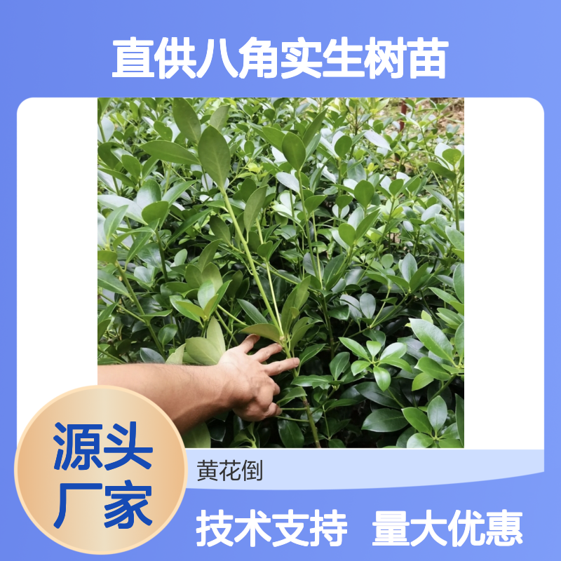 产地直供八角实生树苗 种植技术指导 管理简便