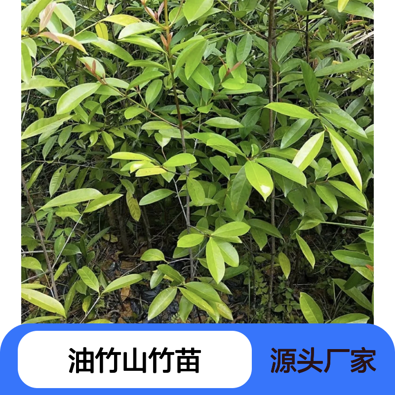 油竹山竹苗 压条繁殖高成活率 基地直供 操作方便