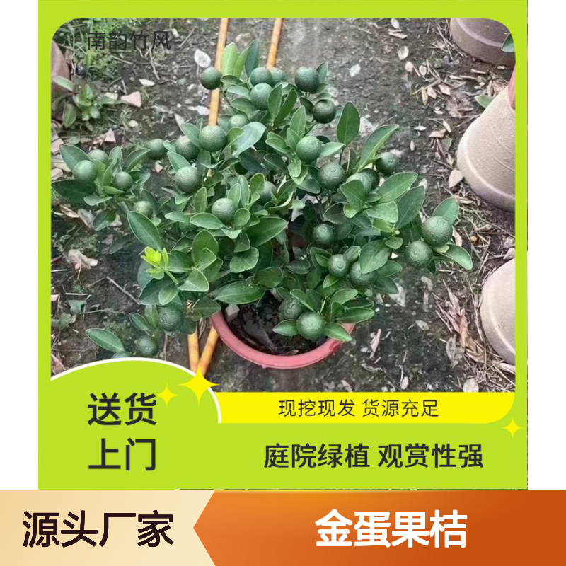 南韵竹风 金蛋果桔 鸿运当头 节日盆栽 多种颜色 带土发货