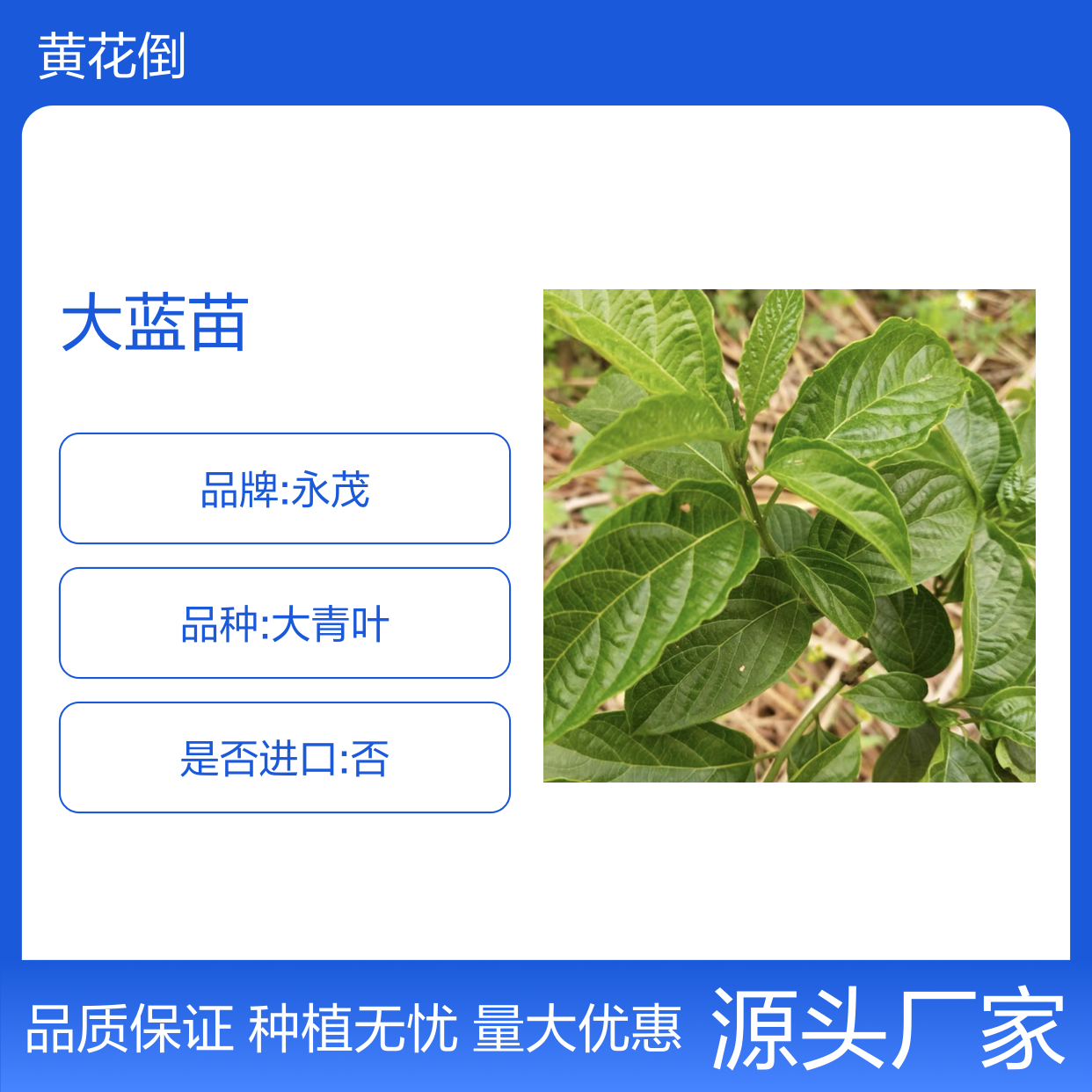 大蓝苗 主产区直供 种植技术指导 品质优良 成活率高