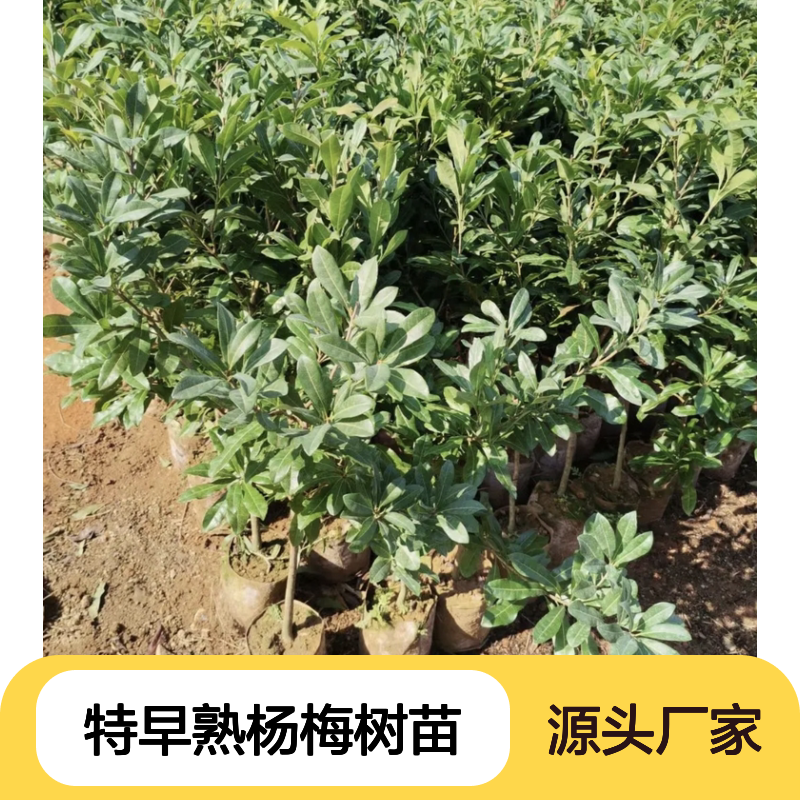 特早熟杨梅树苗 园林绿化优选 枝繁叶茂 果味酸甜