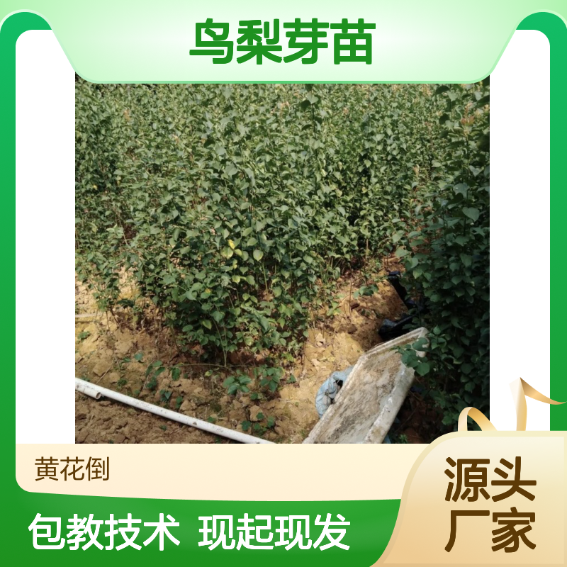 现起现发鸟梨芽苗 基地直发包教种植管理技术 品质纯正可票