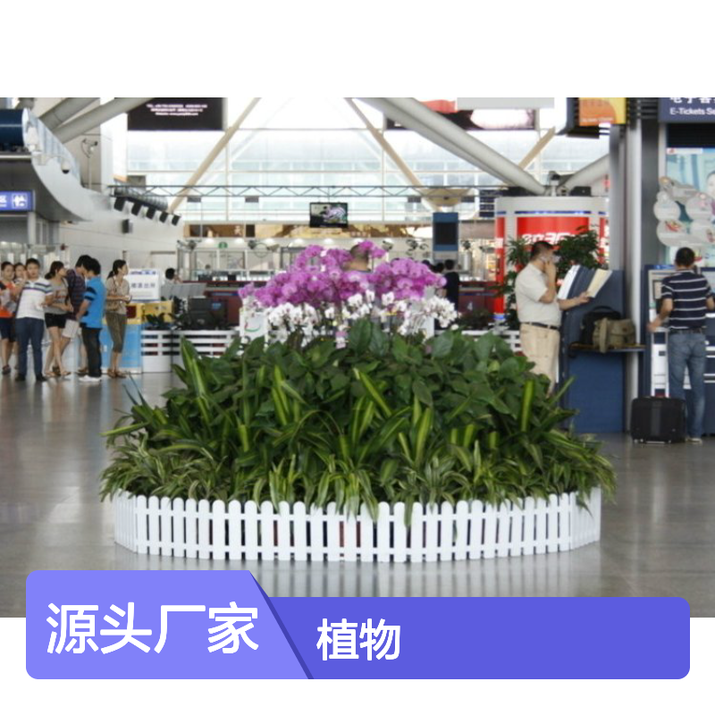 南韵竹风 花卉租赁 植物出租服务 品种多样 成活率高