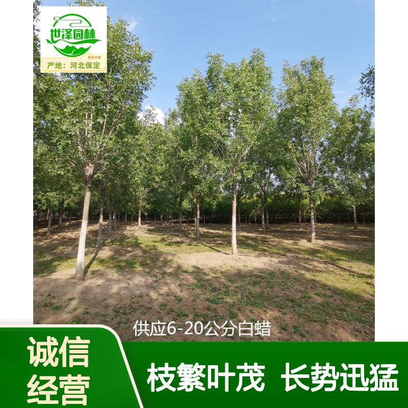 速生白蜡 13-20公分 现场打号 枝繁叶茂 长势快 易成活 适应性强
