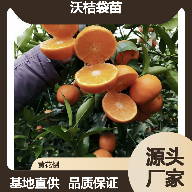 沃桔袋苗基地直供 沃柑苗木果树 长势旺盛 口感甜柔