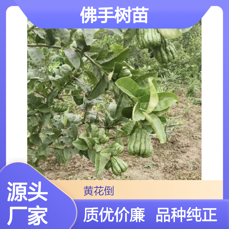 观赏佛手树苗 批发供应 香气扑鼻 果形独特 易于养护