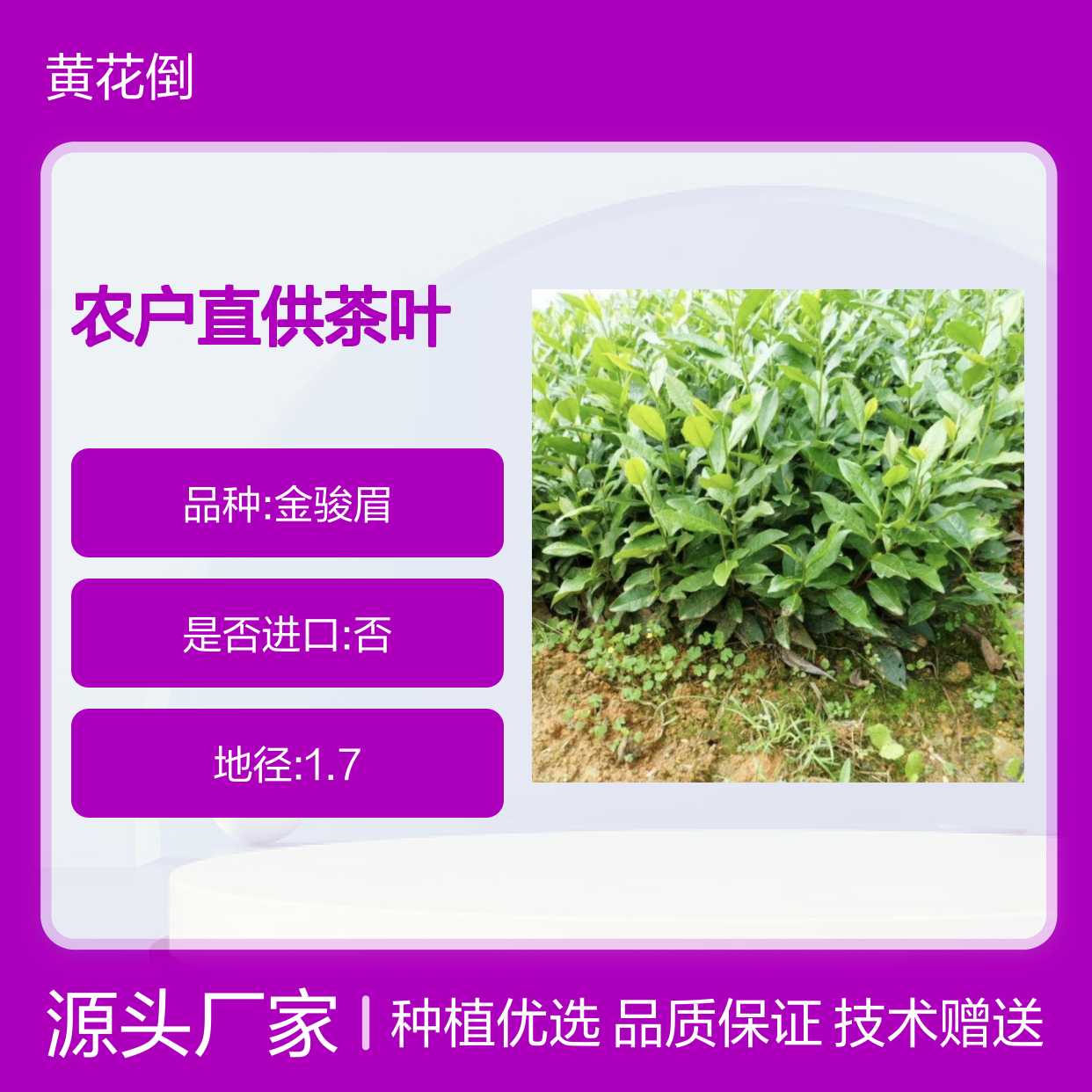农户直供茶叶小杯苗 赠送管理种植技术 品质优良