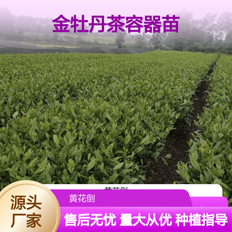 金牡丹茶容器苗 园林绿化优选 专业培育 服务周到