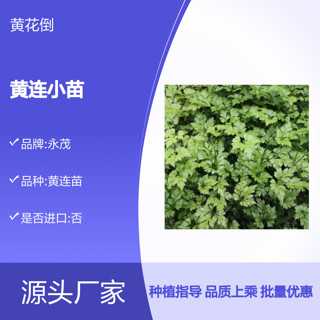 黄连小苗批发 基地直供 园林植物 遮荫栽培 品质保证