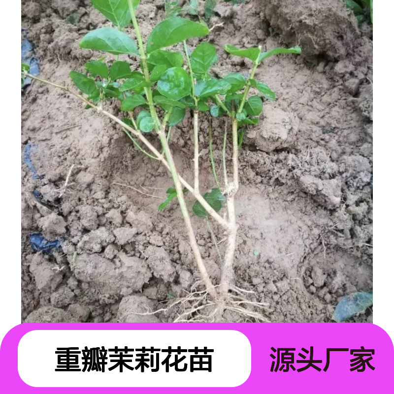 重瓣茉莉花苗 基地直供 批发零售 观赏价值 极易养护