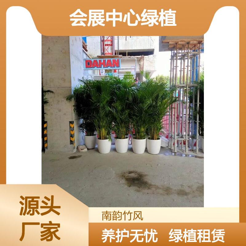 凤尾竹盆栽 会展中心绿植临时租赁服务 上门养护 场地景观布置