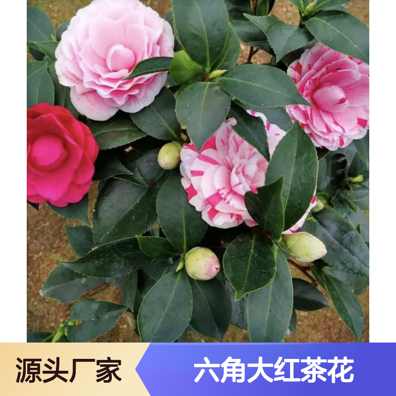 六角大红茶花树苗 庭院绿化优选 四季常青 扦插易活