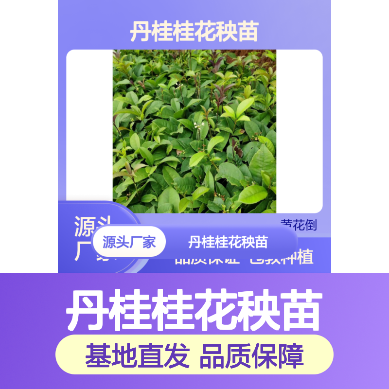 丹桂桂花秧苗 基地直发 包教种植 品质纯正 清香扑鼻