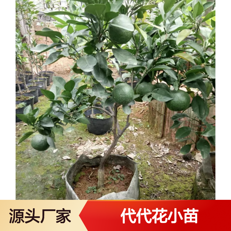 代代花小苗 批发种植 主产区直供 耐寒抗病 果美观别