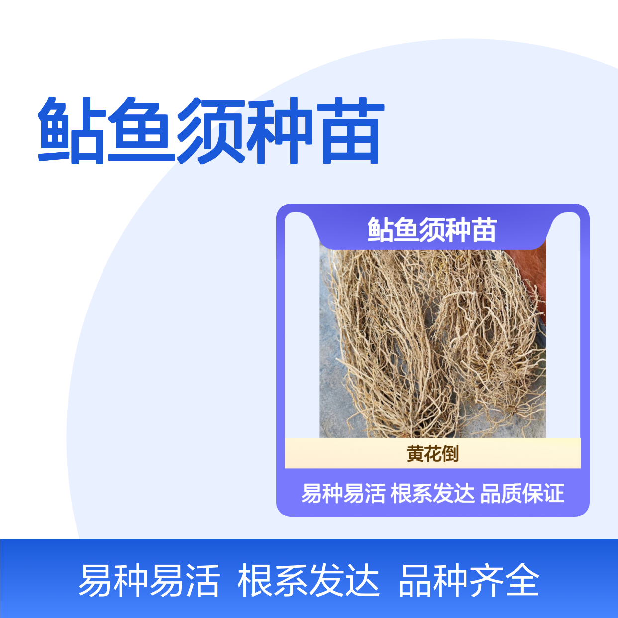 产地直供鲇鱼须种苗 品种齐全质量保证 根系发达种植好管理