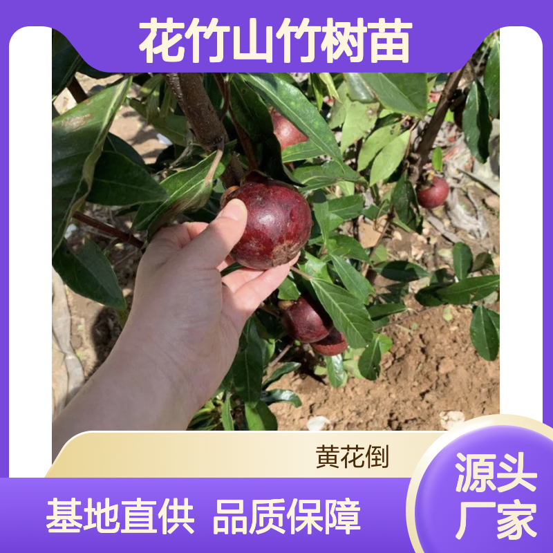 花竹山竹树苗 嫁接苗基地直供 成活率高 管理简单
