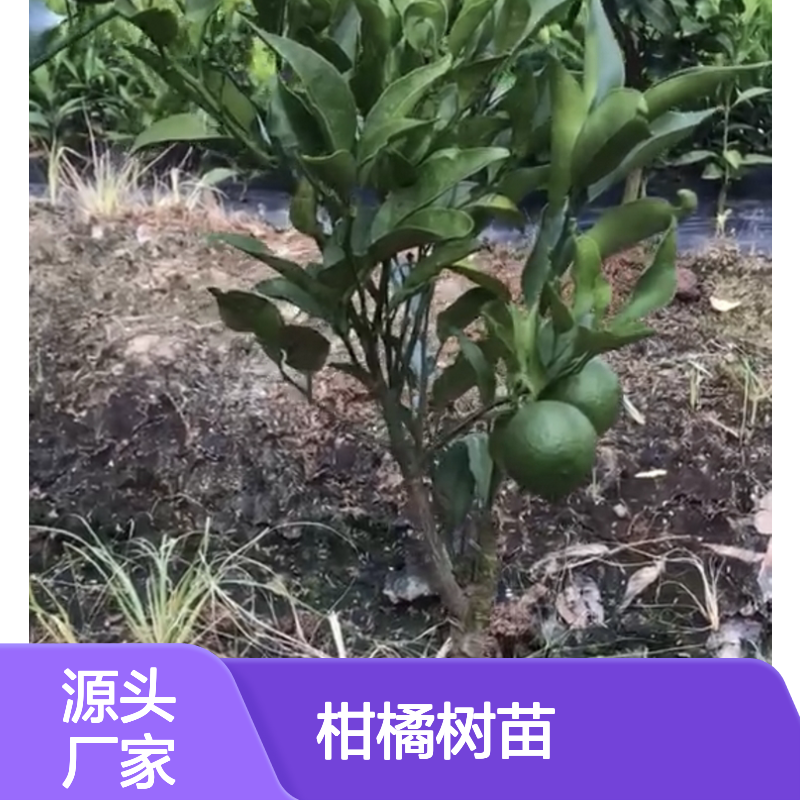 红美人柑橘树苗 批发种植 主产区直供 高糖耐运