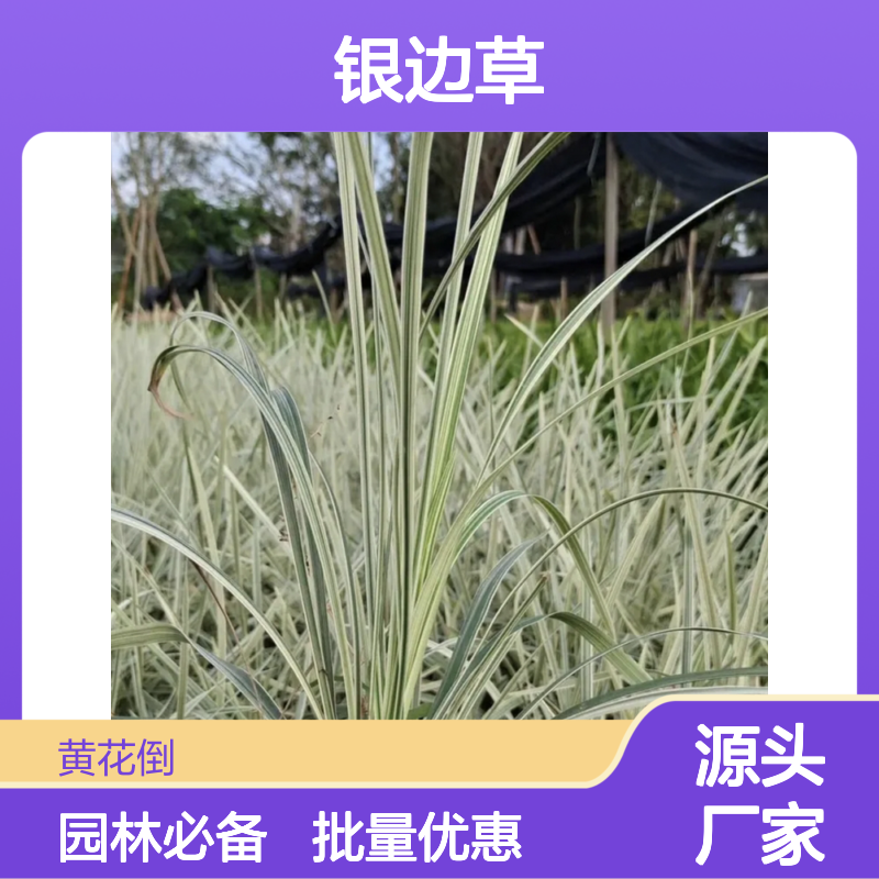 批发银边草 园林丛植镶边优选 观叶佳品 耐寒耐旱