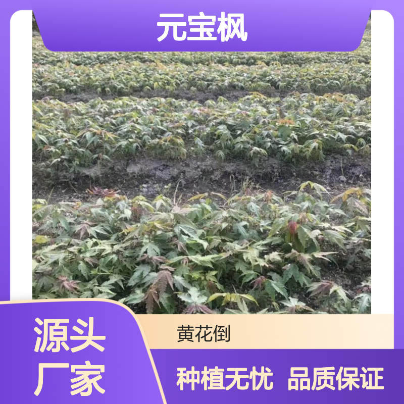 当年采收元宝枫种子 园艺种植优选 技术指导 易于养护