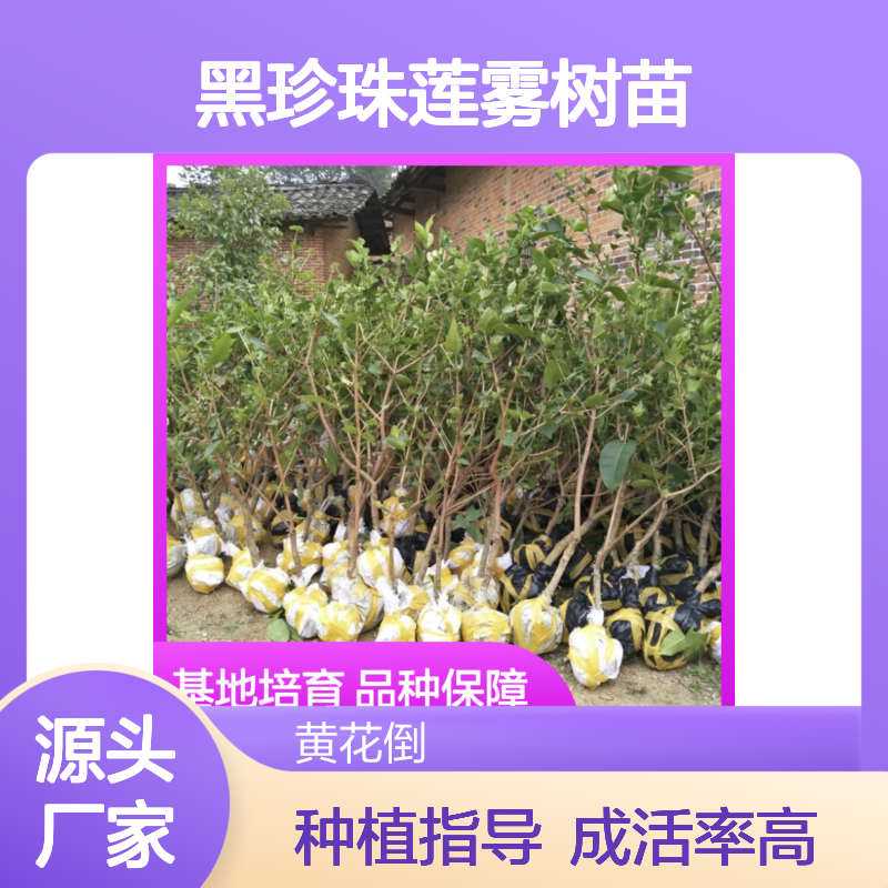 黑珍珠莲雾树苗 基地直供 种植指导 成活率高 批发零售