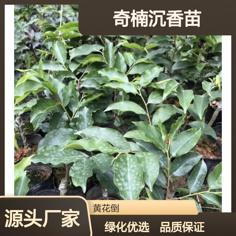奇楠沉香苗 优质种植区出品 生态友好 四季常青