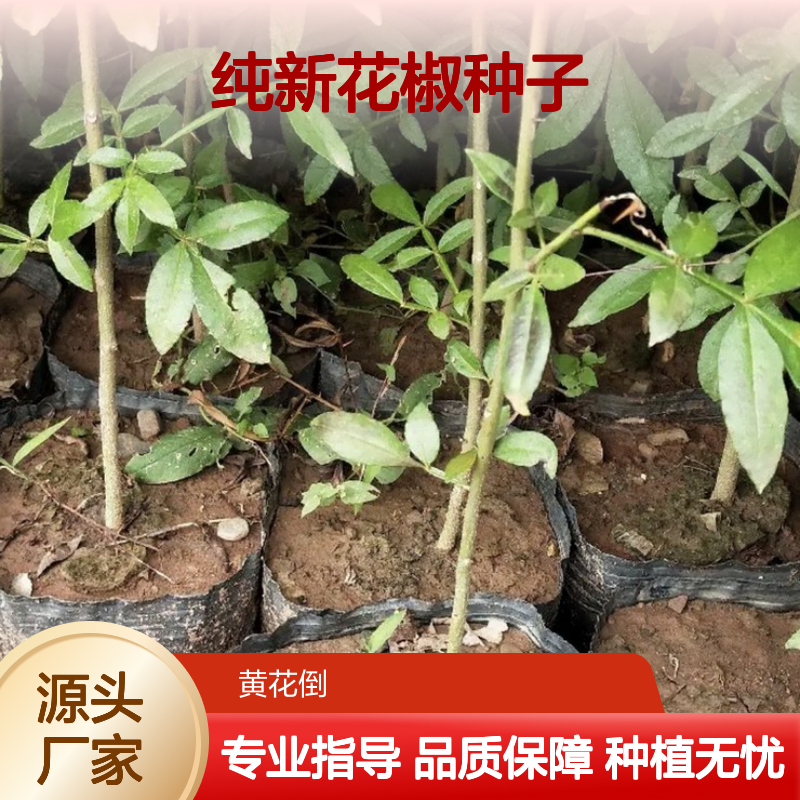 当年纯新花椒种子 种植指导 高发芽率 现货充足