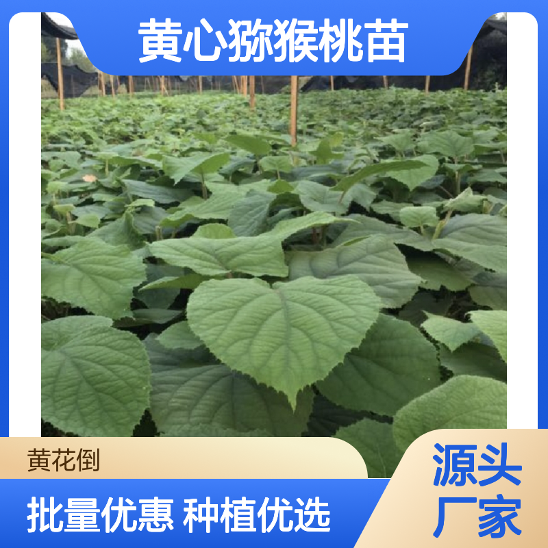 黄心猕猴桃苗 批发种植园直供 生长健壮 栽培效益高