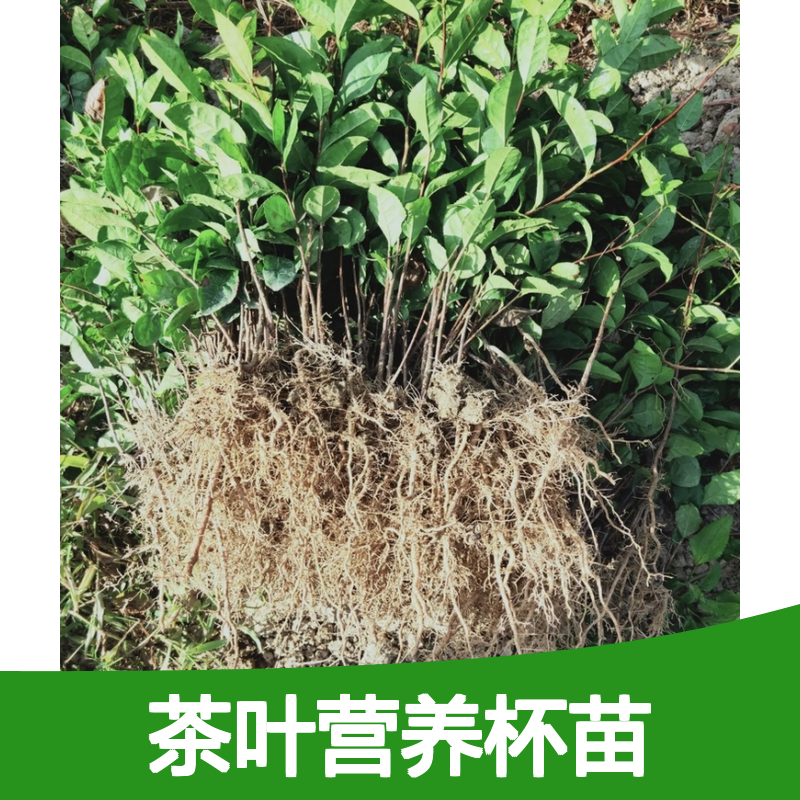 茶叶营养杯苗 基地直供 品质保证 健壮生长 专业培育