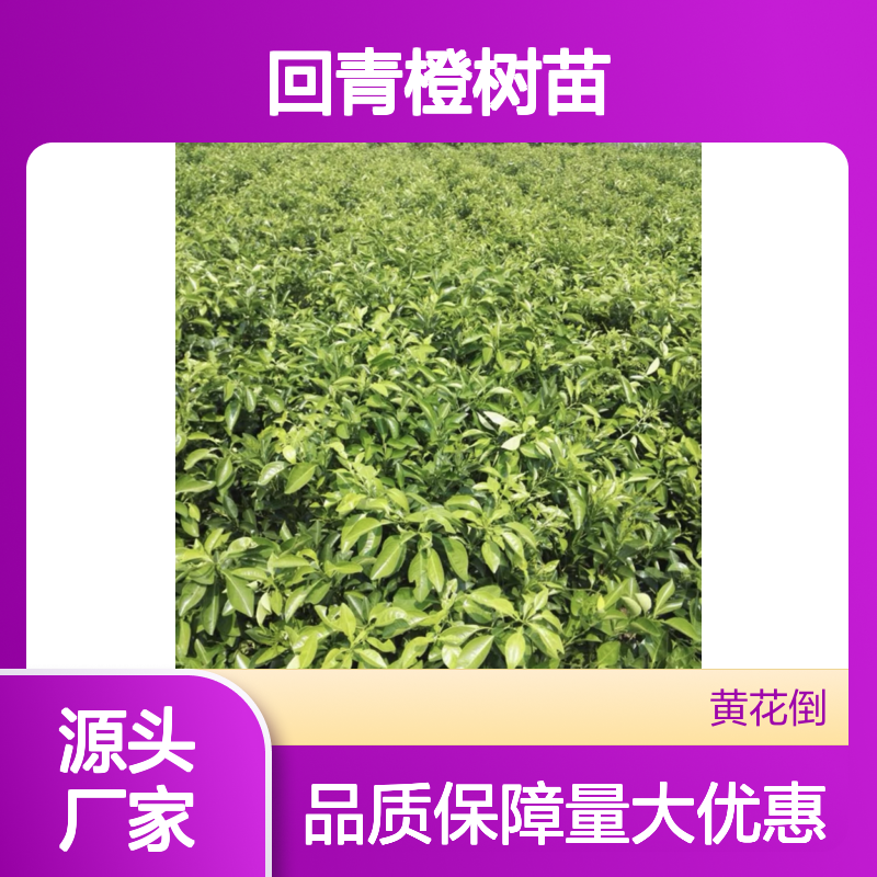 回青橙树苗 批发种植区优选 果实独特 数年不凋