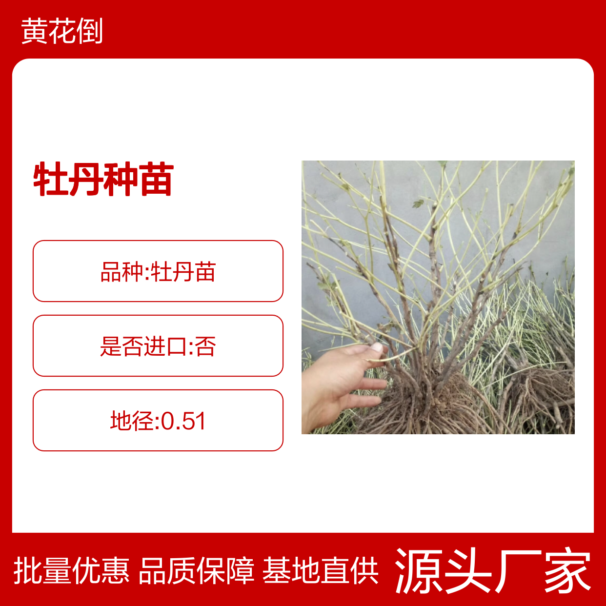 百亩牡丹种苗种植区 优质种苗 栽培专业 历史悠久