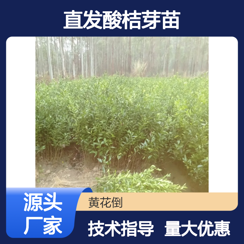 产地直发酸桔芽苗 园林植物常绿灌木 技术支持