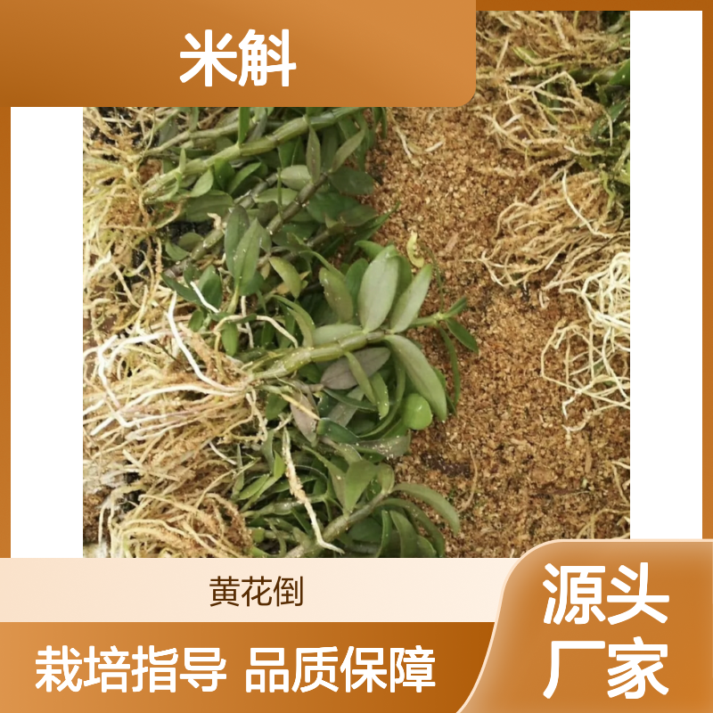 米斛种苗 高效组织快繁 栽培指导 移栽成活 四季可管理