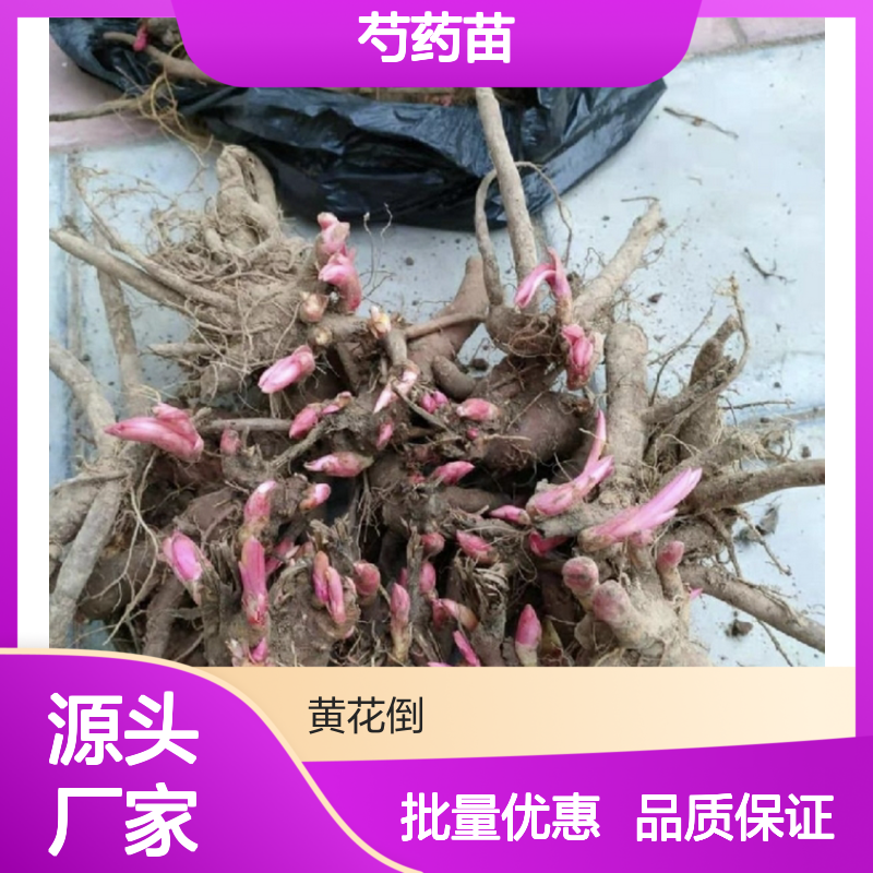 精选芍药苗 批量供应 园艺优选 观赏性强 易于管理