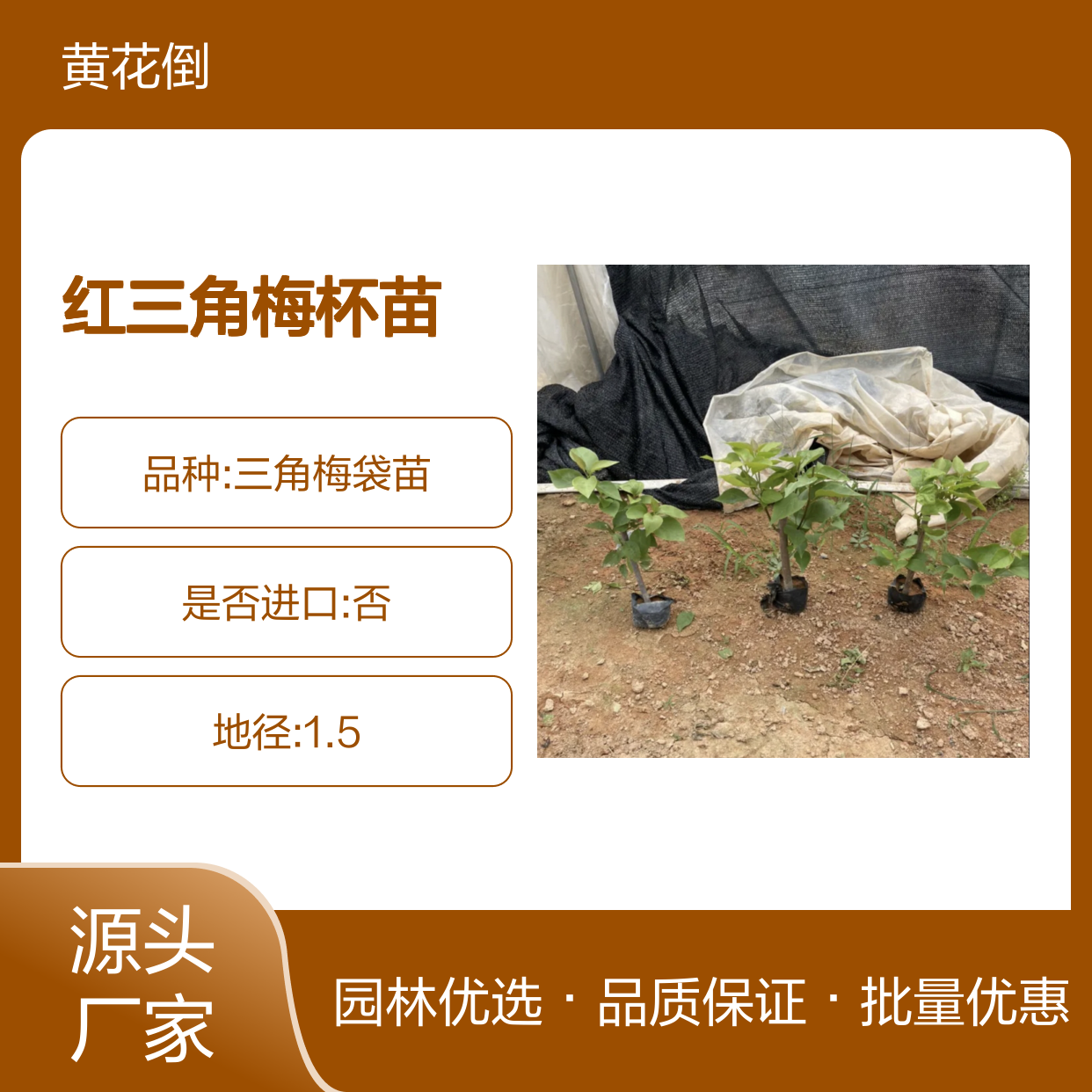 精选红三角梅杯苗 批发优选 基地种植 生长旺盛