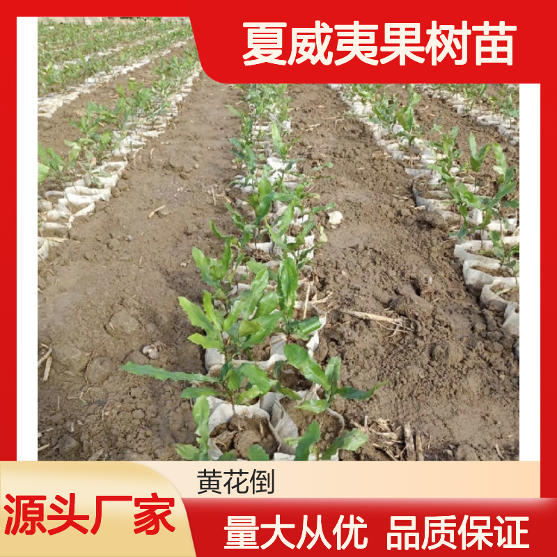 夏威夷果树苗 基地直供 种植优选 含油量高 营养丰富