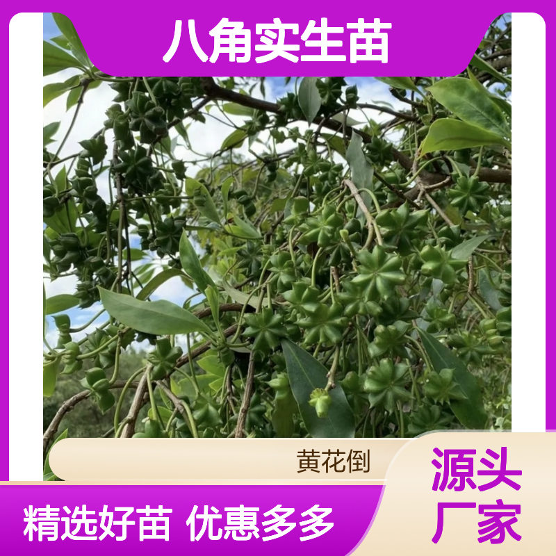 东荣八角实生苗 果园直供品质优 专业培育 科学管理