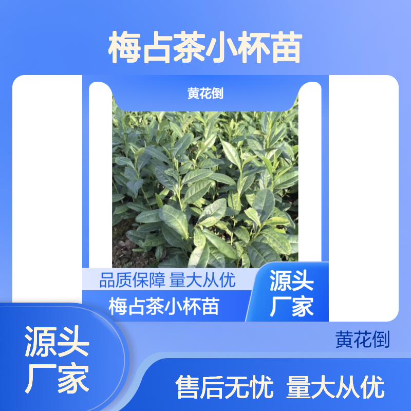 梅占茶小杯苗 专业种植 诚信经营 全国送货 品质优良