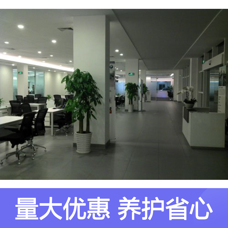 南韵竹风花木租摆 厂家直供规格多样 品质如一
