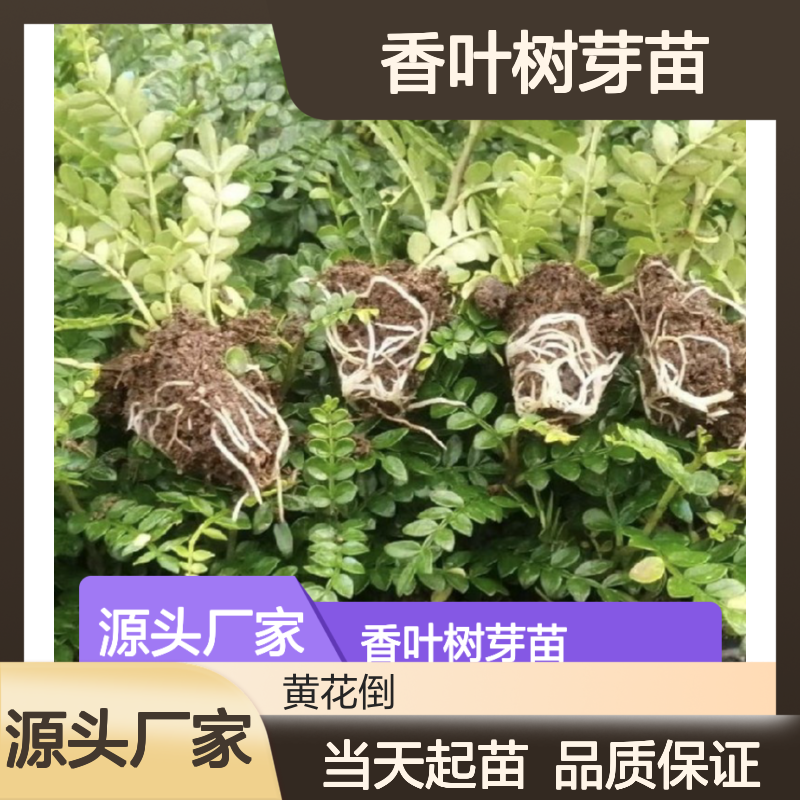 当天起苗当天发香叶树芽苗 全程技术指导 十几年苗木培育经验