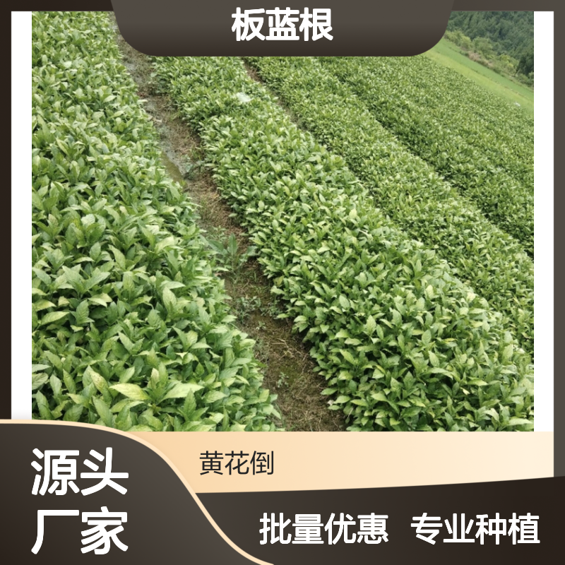 板蓝根种苗 菘蓝马蓝种植 品质优良 生长旺盛 易于栽培